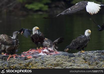 Bald Eagles feeding on fish carcass, Skeena-Queen Charlotte Regional District, Haida Gwaii, Graham Island, British Columbia, Canada
