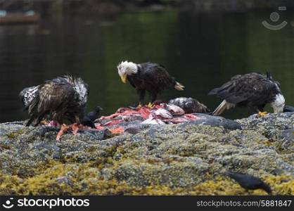 Bald Eagles feeding on fish carcass, Skeena-Queen Charlotte Regional District, Haida Gwaii, Graham Island, British Columbia, Canada