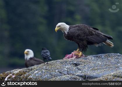 Bald Eagles on a rock, Skeena-Queen Charlotte Regional District, Haida Gwaii, Graham Island, British Columbia, Canada