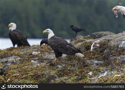 Bald Eagles on an island, Skeena-Queen Charlotte Regional District, Haida Gwaii, Graham Island, British Columbia, Canada