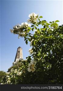 Bald Head Lighthouse seen through wild roses at Bald Head Island, North Carolina.