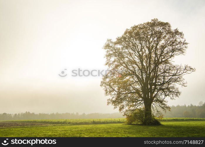bald lime tree in fog in autumn