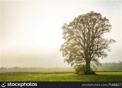 bald lime tree in fog in autumn