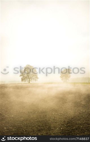 bald lime trees in fog in autumn