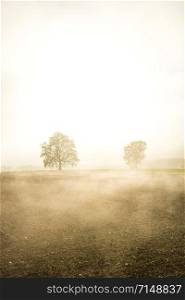 bald lime trees in fog in autumn