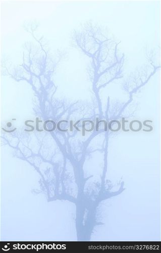 bald tree in winter under deep fog, concept of depression.