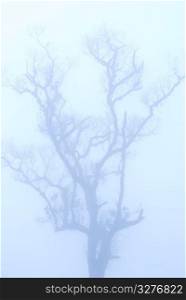 bald tree in winter under deep fog, concept of depression.