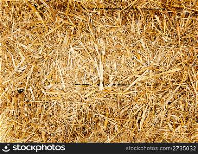 bale golden straw texture ruminants animal food background