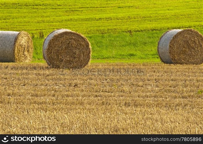 bale of straw with a meadow. grain harvest