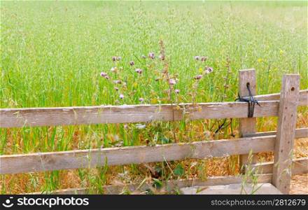 Balearic green meadow field in Formentera with wood traditional fence