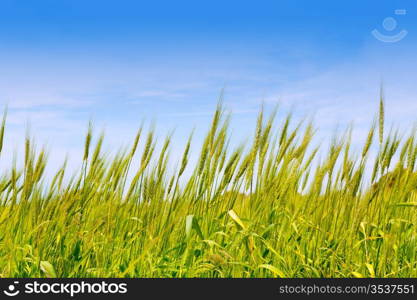 Balearic green wheat field in Formentera island under blue sky