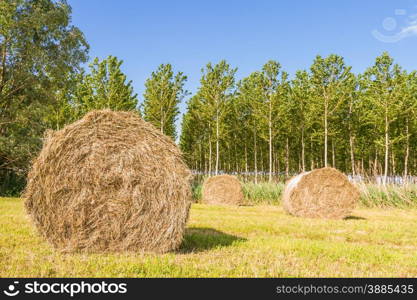 Bales of hay drying in the sun.