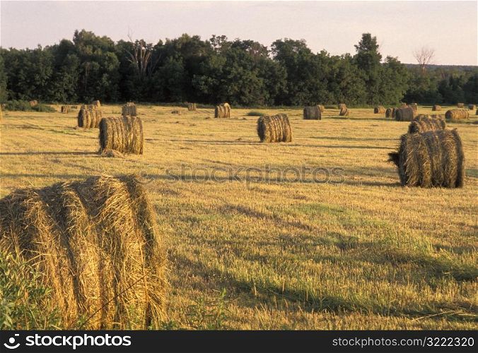 Bales of Hay in a Field