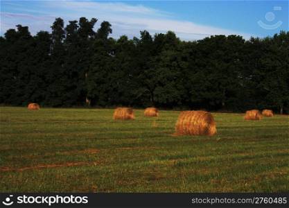 Bales of hay in a field in Kentucky