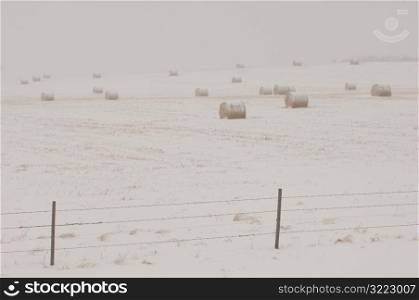 Bales of hay laying in snowy field in Alberta Canada