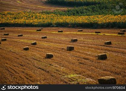 Bales of hay on a brown field view