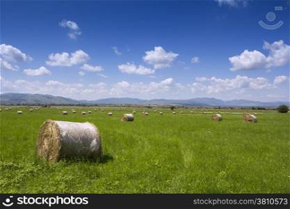 Bales of hay roll in a green field and blue sky