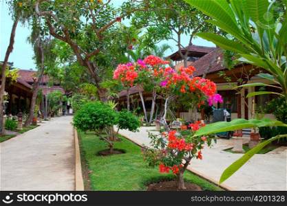 Bali. A blossoming tree on avenue, between a bungalow