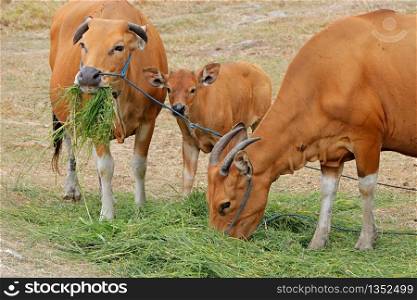Bali cattle cows and calf - domesticated wild cattle (Javan banteng) from Bali, Indonesia