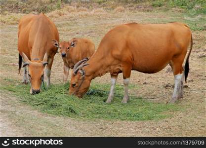 Bali cattle cows and calf - domesticated wild cattle (Javan banteng) from Bali, Indonesia