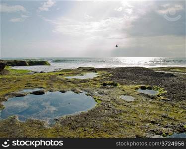 Bali rocky ocean coast covered with algae