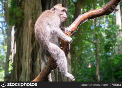Balinese long-tailed macaque sitting on tree and attentively looking around against green foliage on background. Monkey surrounded by thickets of exotic rain forest. Indonesia