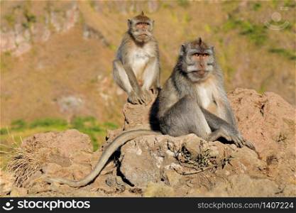 Balinese long-tailed monkeys (Macaca fascicularis) sitting on rocks, Ubud, Bali, Indonesia