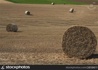 balls of hay in a field