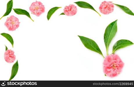 Balsam flowers isolated on white background. Pattern in the form of a frame with place for text.