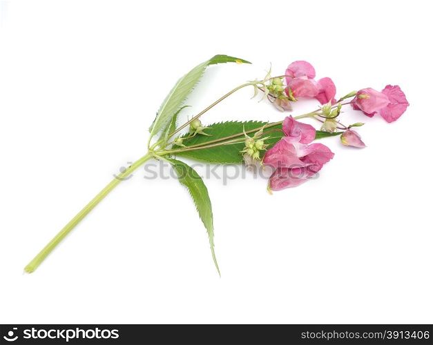 balsam flowers on a white background