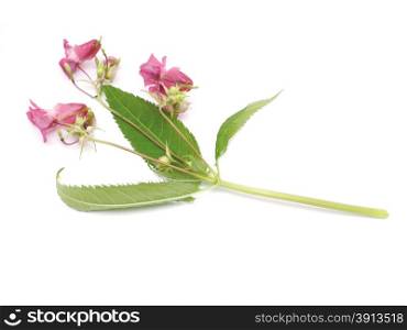 balsam flowers on a white background