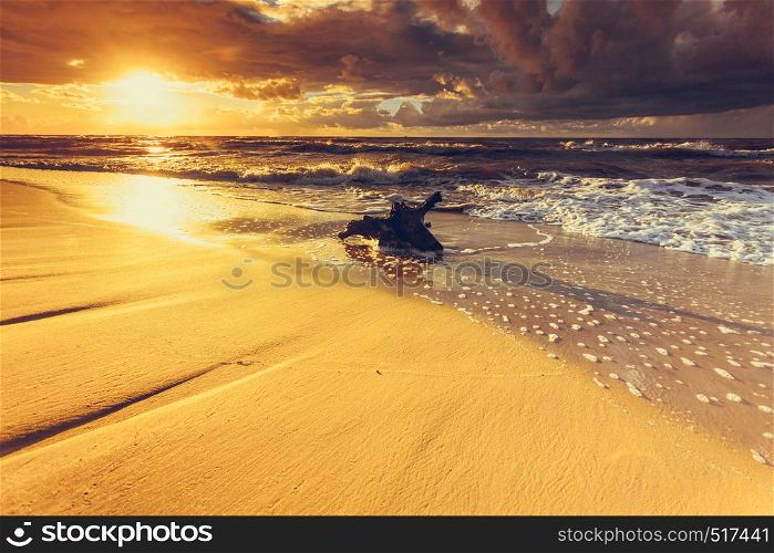 Baltic sea coast at golden romantic sunset time, with trunks and tree roots in water on empty shore, clear yellow sand. Natural background.. Golden sunset and tree root on beach