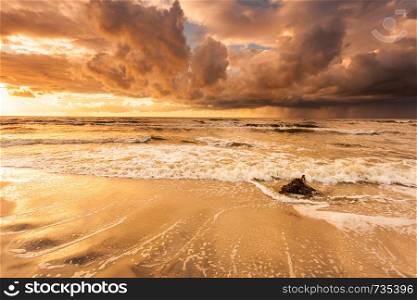 Baltic sea coast at golden romantic sunset time, with trunks and tree roots in water on empty shore, clear yellow sand. Natural background.. Golden sunset and tree root on beach