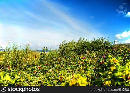 Baltic Sea coast with planting of potato roses