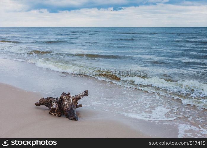 Baltic sea coast with trunk tree root in water on empty shore, clear yellow sand. Natural background.. Tree root on sea shore, nature landscape