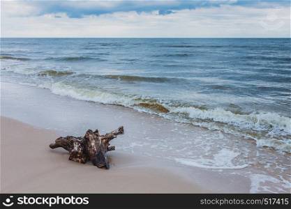 Baltic sea coast with trunk tree root in water on empty shore, clear yellow sand. Natural background.. Tree root on sea shore, nature landscape