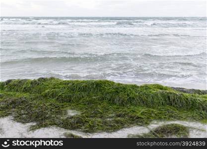 Baltic sea in winter with seagrass. Baltic sea in winter with lots of seagrass on the beach