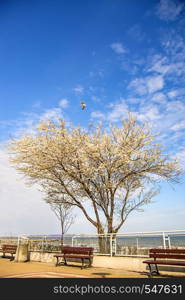 Baltic sea, pear blossom on a beach promenade