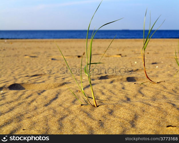 Baltic sea with grassy sand dunes in the foreground. Beach and water.