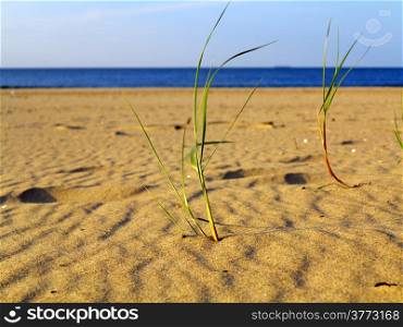 Baltic sea with grassy sand dunes in the foreground. Beach and water.