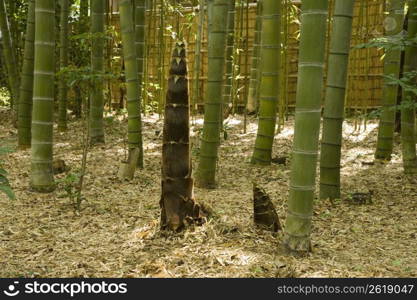 Bamboo