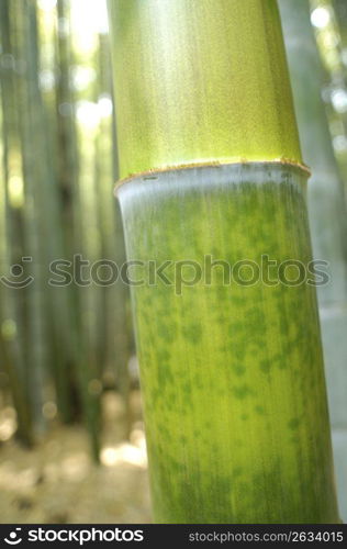 Bamboo