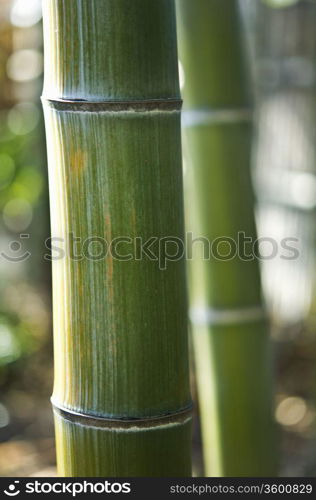 Bamboo