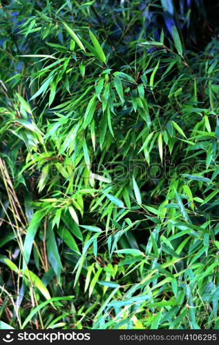 bamboo