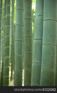 Bamboo