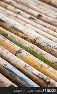 bamboo background closeup