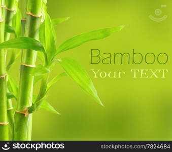 Bamboo background with copy space