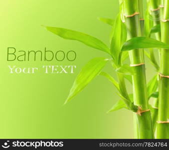 Bamboo background with copy space