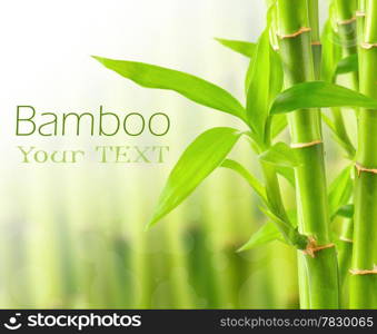 Bamboo background with copy space