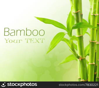 Bamboo background with copy space